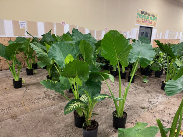 10 inch Alocasia 'Elephant Ears'