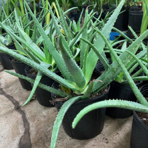 10 inch Aloe Vera Plant