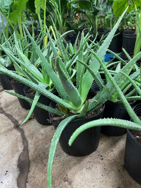 10 inch Aloe Vera Plant