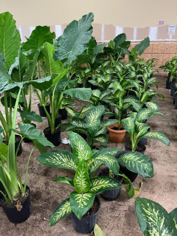 Dieffenbachia Seguine Tropic Snow Plants