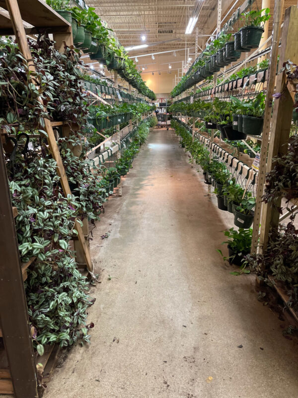 Grand Selection of Hanging Baskets-Wandering Jew+ Golden Pothos