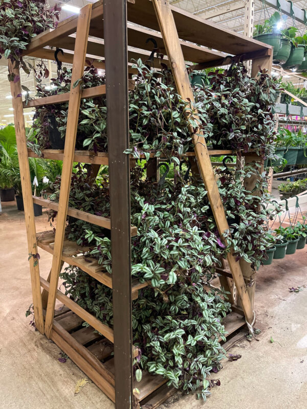 Premium 10 inch Wandering Jew Hanging Basket