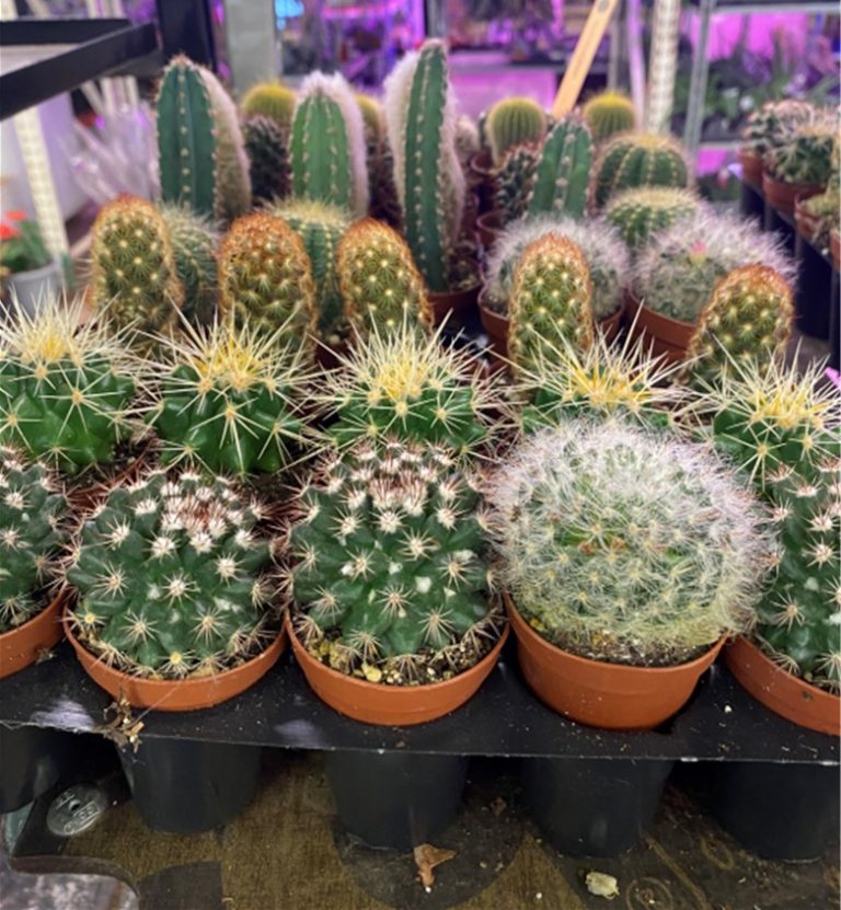 Cactus Collections 2"