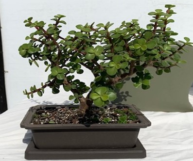 Jade Bonsai In Rect. Planter