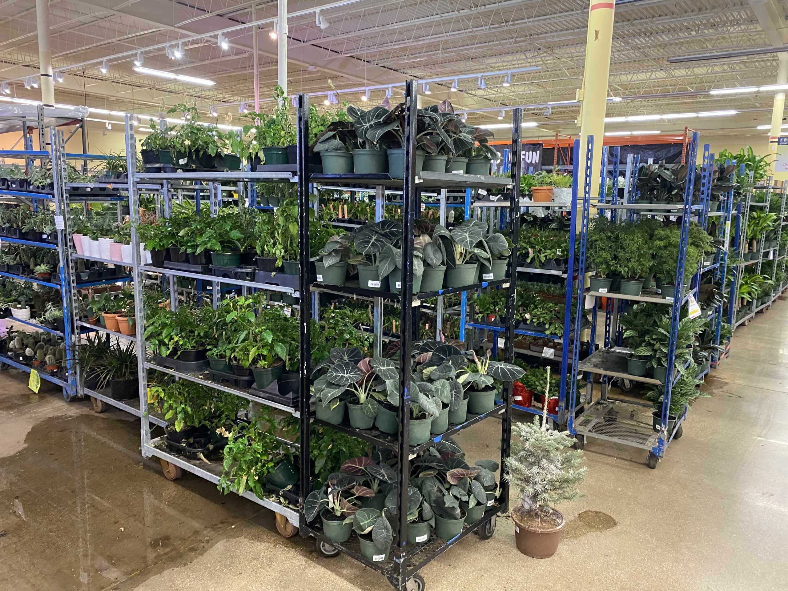 Gallery Jungle Of Niles