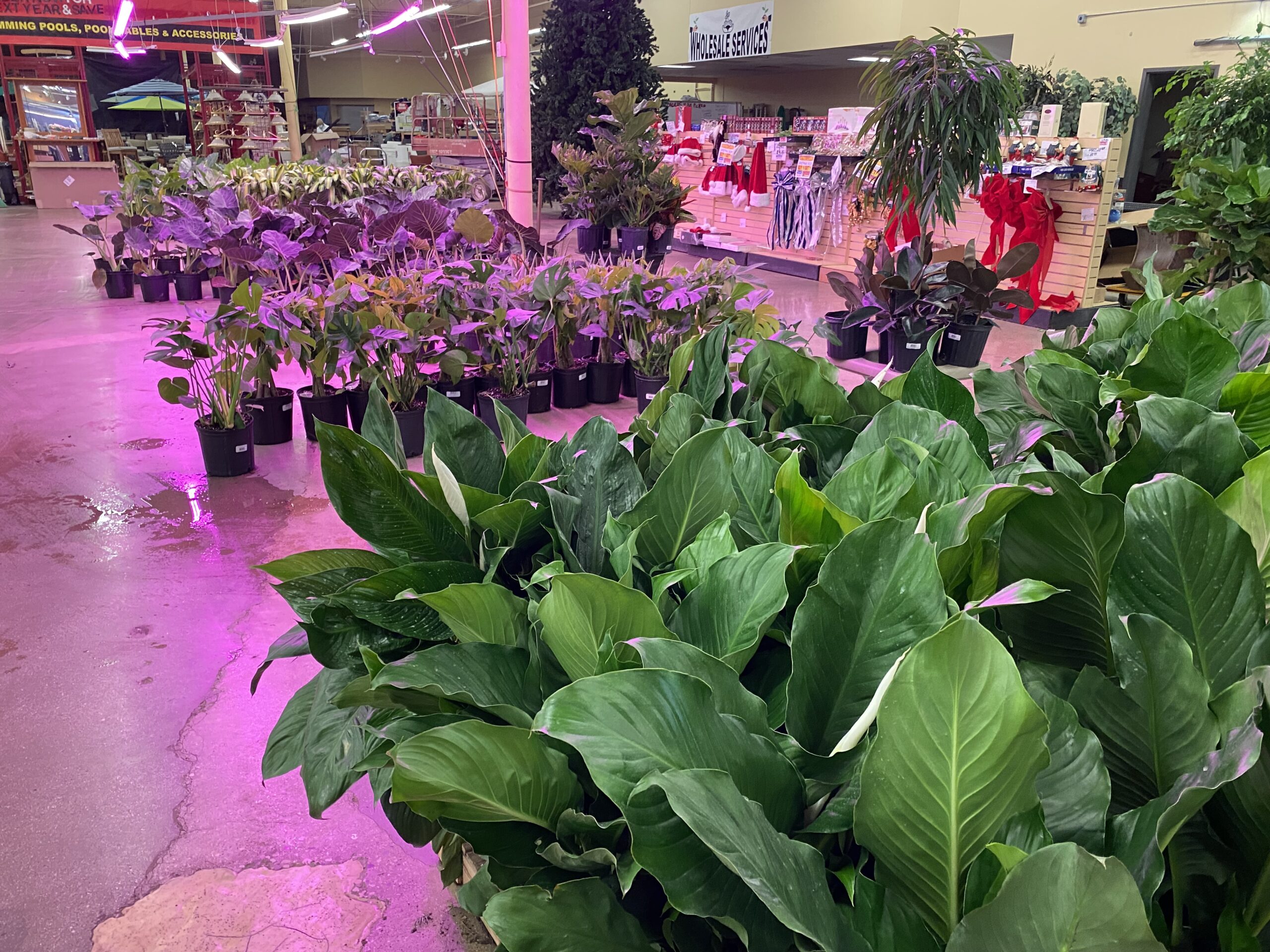 Gallery Jungle Of Niles