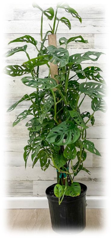 10" Swiss Cheese Philodendron Totem