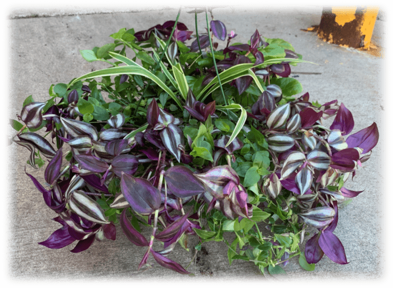 10" Tradescantia Combo Hanging Basket