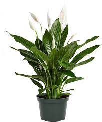 Spathyphyllum Peace Lily 6"