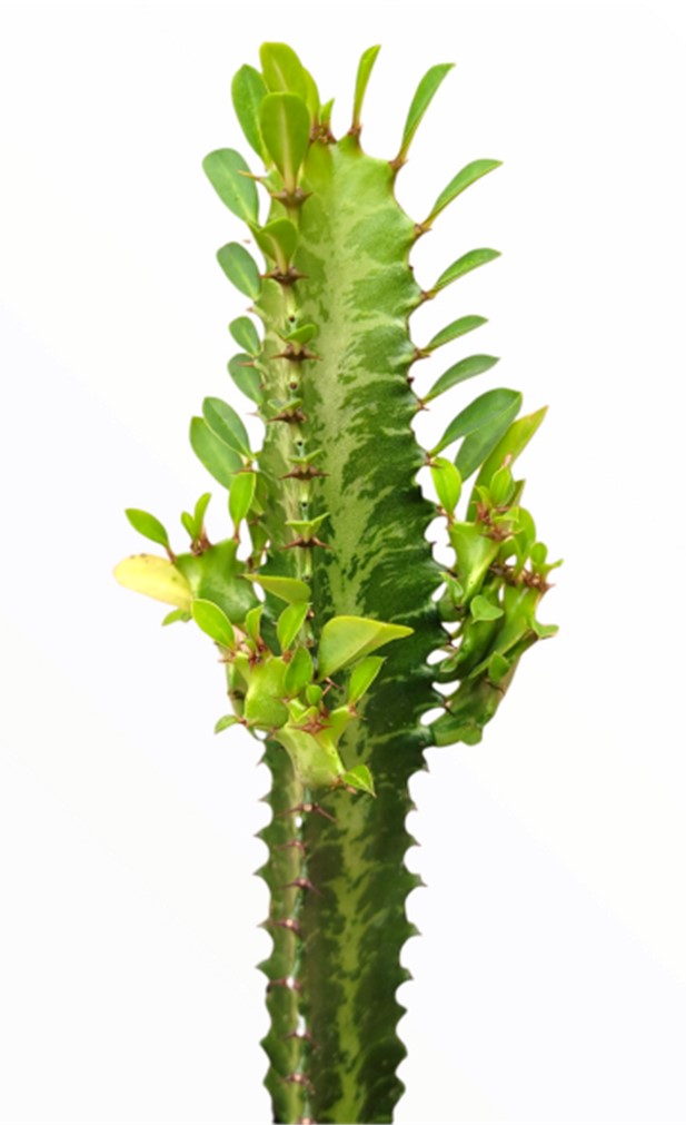 Euphorbia Trigona 14"