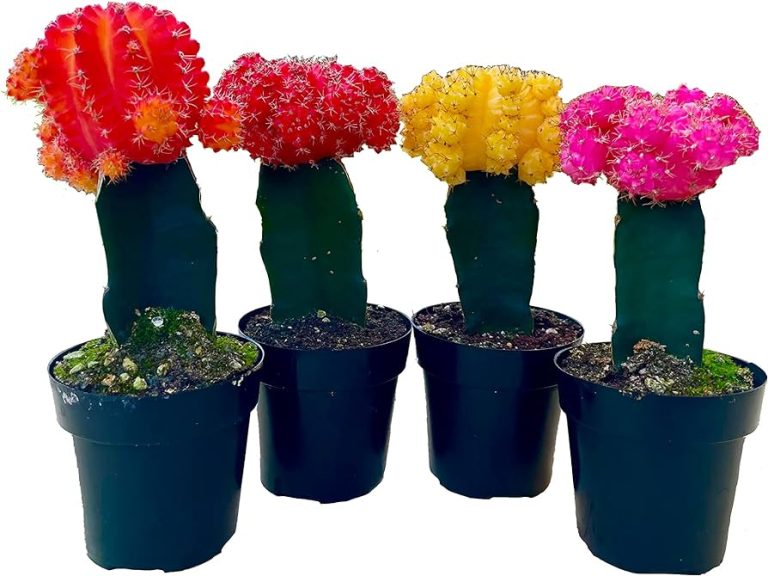 Assorted Cactus  Moon Grafted Color 4"