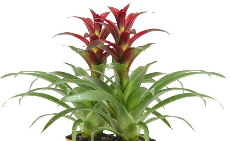 Guzmania Indian Night