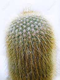 Erio Leninghausii Cactus 6"