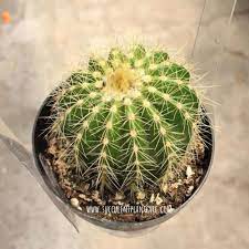 10" Eriocactus Magnificus
