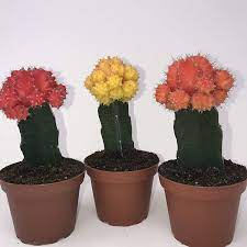 Moon Grafted Color Cactus 2"
