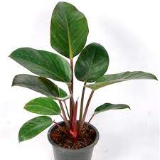 10" Philodendron Congo Red