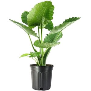 10" Alocasia Odora