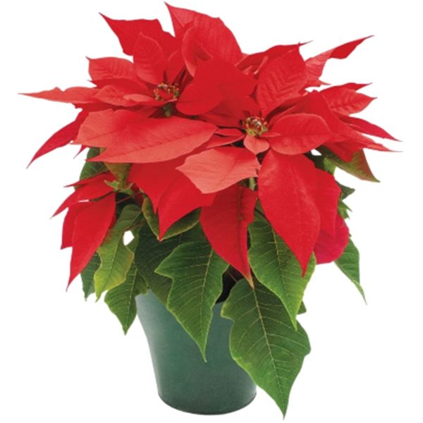 4" Poinsettia