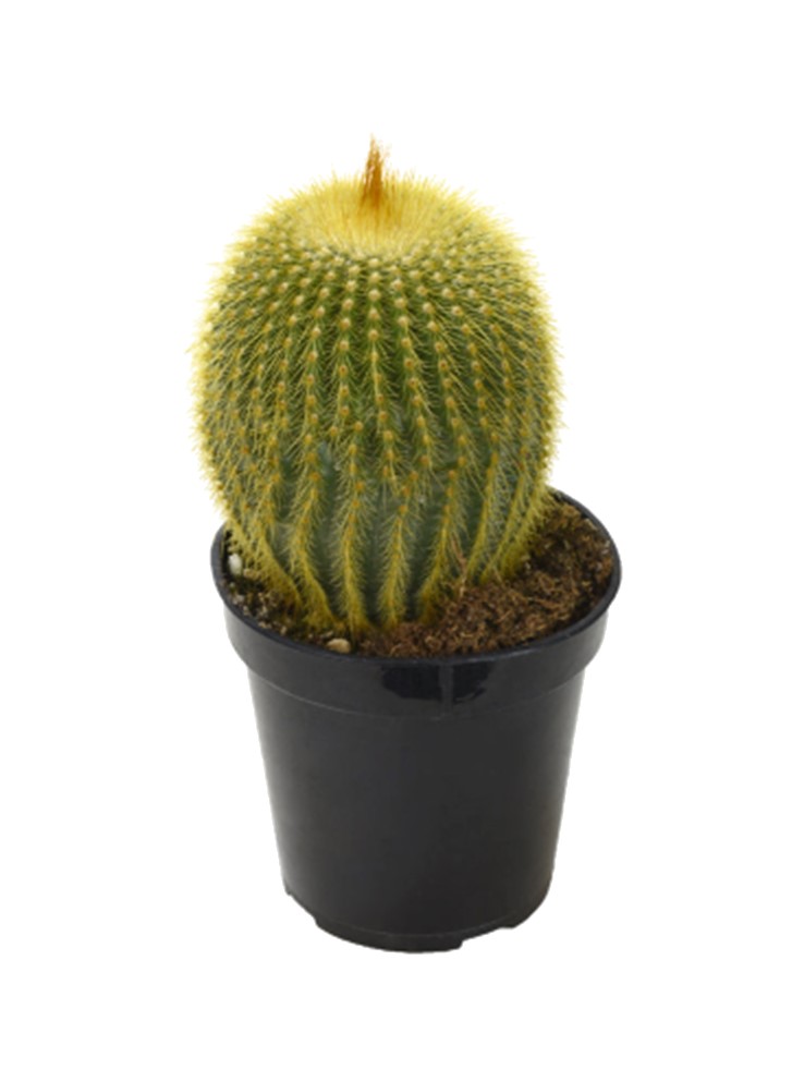 Leninghausii Cactus 2"