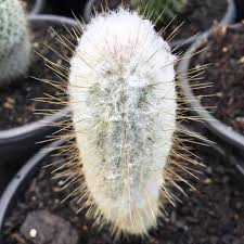 Dybowsky Cactus 2"