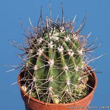 Leucantha Cactus 2"