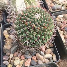 Polythele Cactus 2"