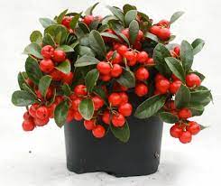 Winter Berry 4" Pot