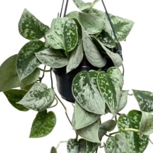 Scindapsus Silver Satin 8"