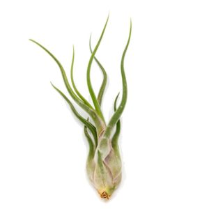 3-4” Caput ‘Medusae’ Air Plant