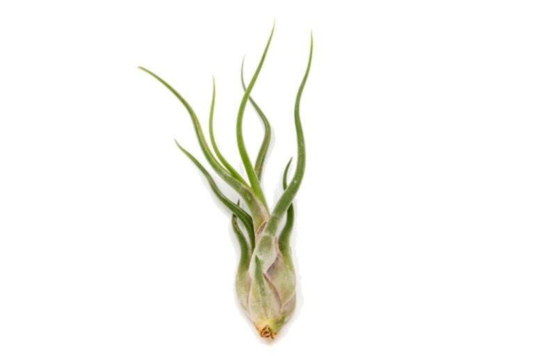 3-4” Caput ‘Medusae’ Air Plant