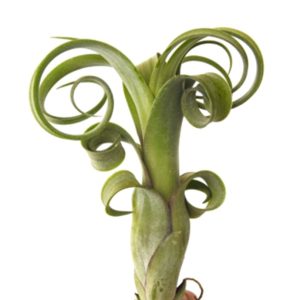 5-6" 'Curly Slim' Air Plant