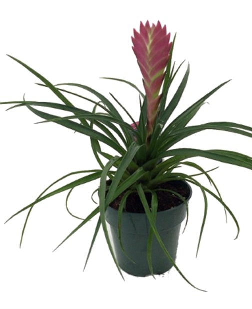4" Tillandsia 'Pink Quill' Bromeliad